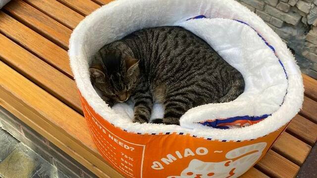 В Калининграде спасают кота Бориса, ставшего любимцем посетителей одного из кафе (фото, видео)   