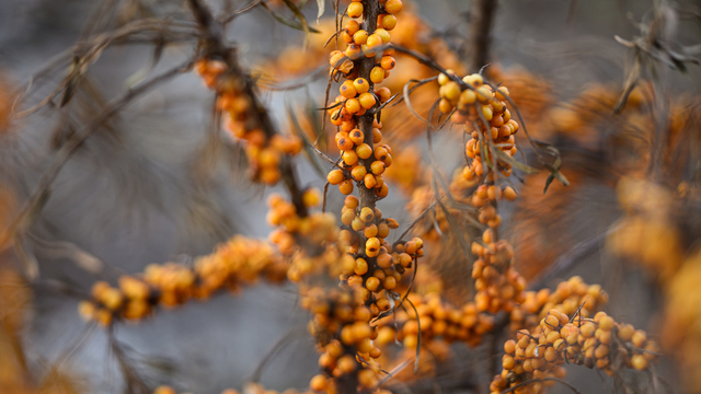 Советы ученых: три согревающих напитка на осень и зиму