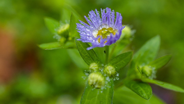 Тёплый ноябрь порадовал калининградцев цветением растений в городских парках (фоторепортаж) 
