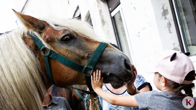 «Попробовали на зуб»: в Калининграде лошади искусали машину, пока владелец ходил за грибами