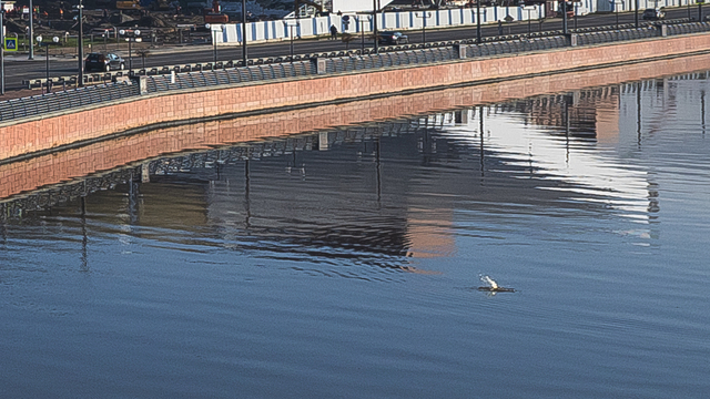 В Преголе у Третьяковской галереи пускает из воды фонтанчики неизвестное существо (фото)  