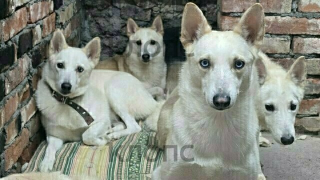 Житель Калининградской области держал взаперти в ванной 14 собак (фото, видео)  