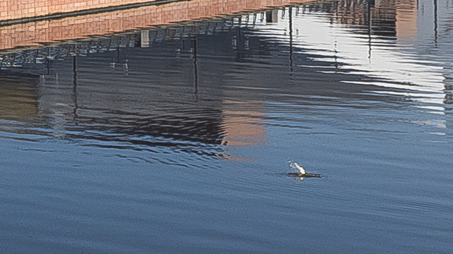 «Это не животное»: калининградский биолог поделился своей версией природы фонтанчика на Преголе  