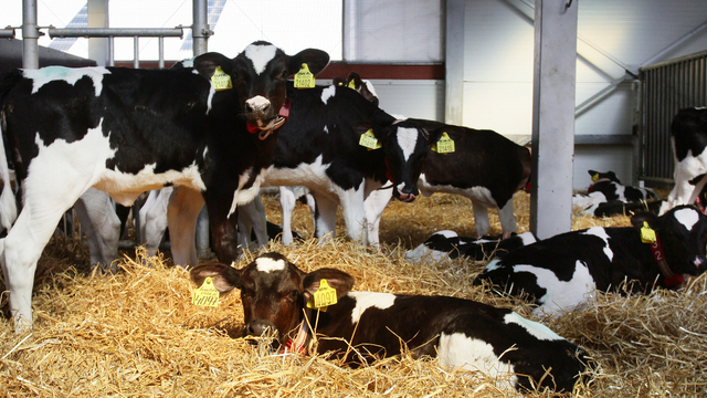 Калининградская область вошла в число молочных лидеров (инфографика)