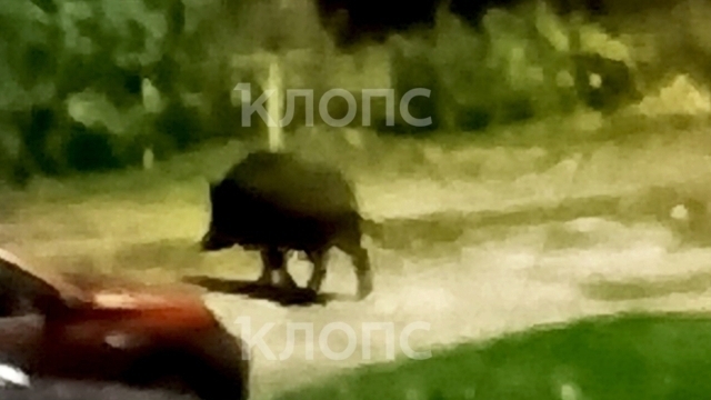 Кабан из Зеленоградска стал звездой соцсетей и героем забавных роликов (фото)   