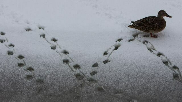 Синоптики рассказали, долго ли калининградцам придётся терпеть пришедшие в середине ноября холода 