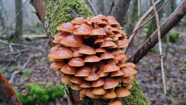 Поздние опята радуют калининградских грибников последними урожаями сезона (фото)  