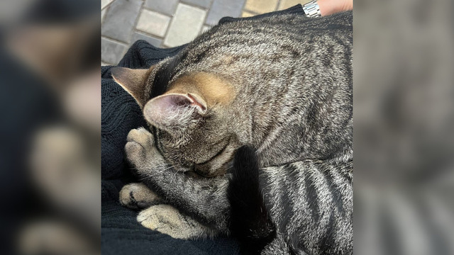 Заболевшего кота Бориса из калининградского кафе удалось выходить благодаря читателям «Клопс» (фото)  