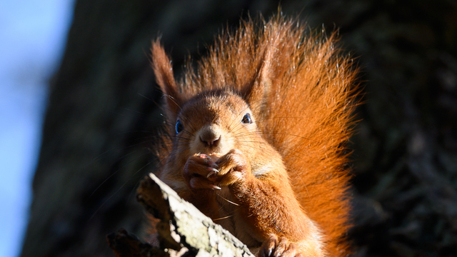 Белки в объективе  - 7 фактов из жизни обитателей лесов и парков Калининграда
