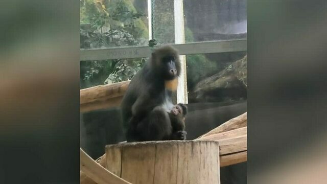 В Калининградском зоопарке впервые за 20 лет родился детёныш мандрила (фото)