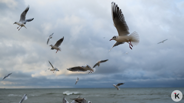 Погода в Калининграде и области в четверг