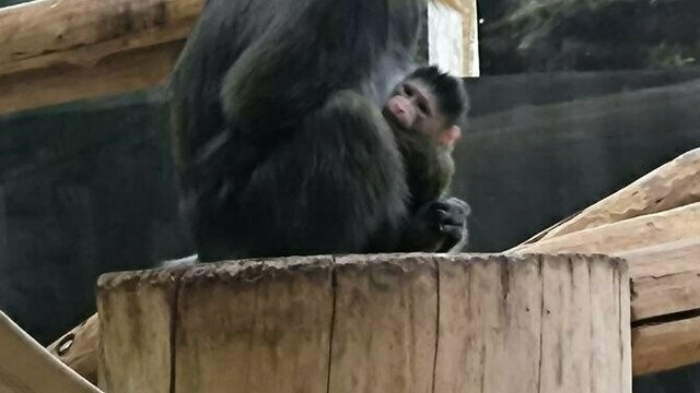 Гарем в зоопарке Калининграда пополнился (видео)