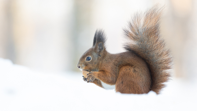 Семечки, фрукты и орехи: калининградцам напомнили, чем зимой можно кормить городских птиц и зверей 