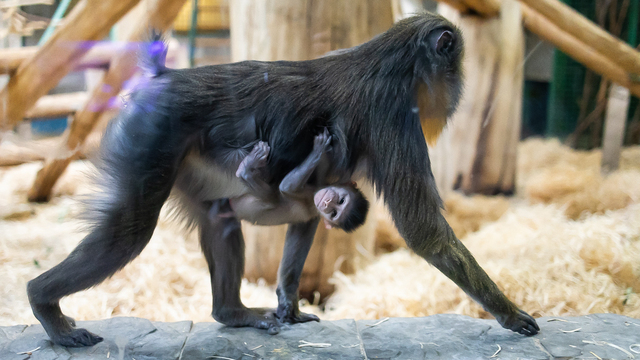 У экстравагантной пары родился малыш: фоторепортаж о жизни семейства мандрилов из Калининградского зоопарка   