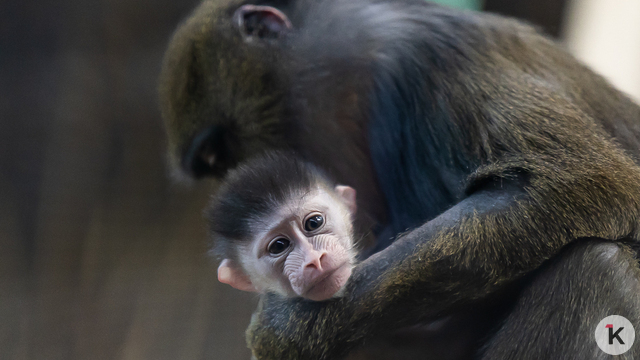 «В зоопарке грустно было без детёныша мандрила»: музыкальный дайджест калининградских новостей за неделю (видео) 