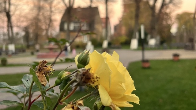 На выходных погода в Калининграде наладится