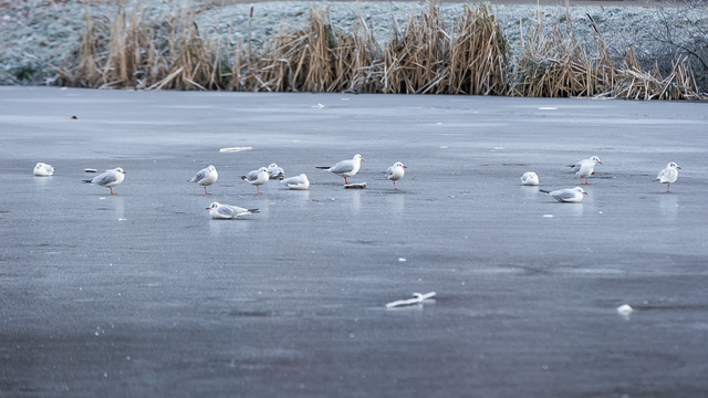 Победы и поражения: Тамара Глоба назвала знак зодиака, который рискует пройтись по тонкому льду  