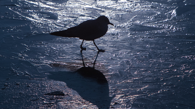 За выходные водоёмы Зеленоградска покрылись льдом, туристов и местных просят не испытывать его на прочность