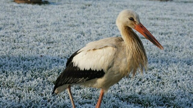 Гуляет около КПП: на территорию калининградского онкоцентра залетел аист (фото, видео)