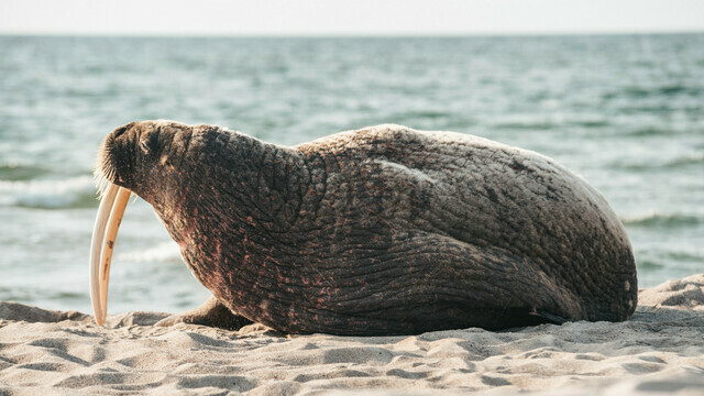 День моржа: история необычного визита на Куршскую косу