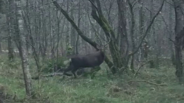 Красавец-олень переглянулся с автомобилистами на Куршской косе и отправился по своим делам (видео)