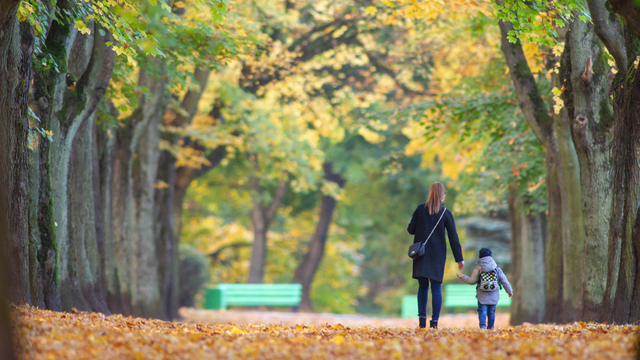 В Калининграде проложат девятикилометровую экотропу среди древних гинкго и пирамидального дуба