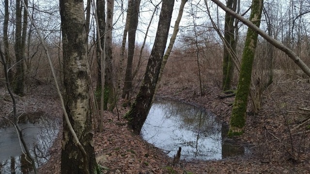 Под Светлогорском в канаве с водой обнаружили тело мужчины  