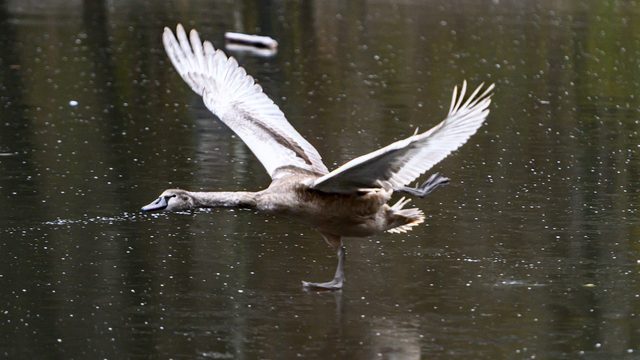 Южный парк, Калининград