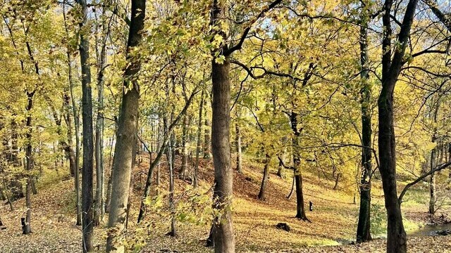 В Калининграде планируют вырубить 177 деревьев для очистки Паркового ручья
