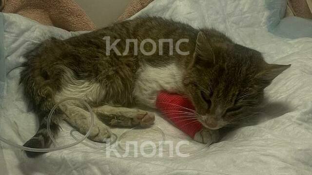 В «Озоне» прокомментировали ситуацию с кошкой, приехавшей в контейнере из Питера в Калининград