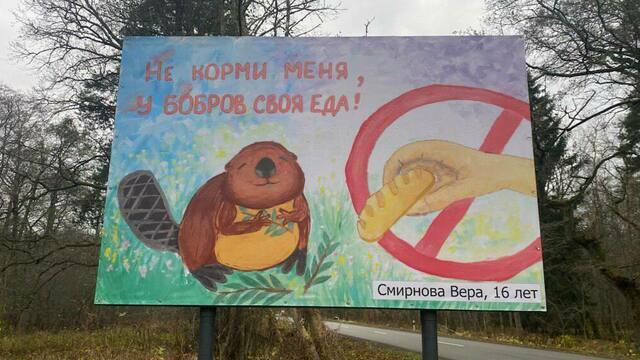 «Не корми меня!»: детские рисунки появились на билбордах вдоль дороги на Куршской косе (фото)  