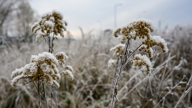 Калининград завалит снегом — и он пролежит до выходных