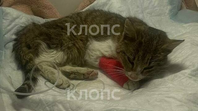 В Калининграде на складе «Озона» нашли едва живую кошку в опечатанном контейнере, который шёл почти три недели (видео)  