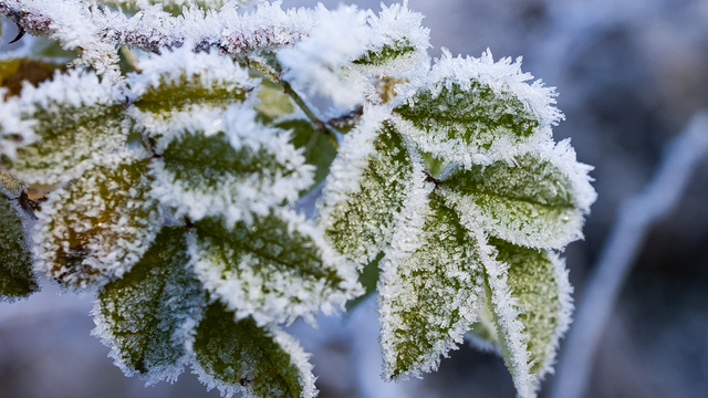 В первой декаде декабря в Калининградской области может потеплеть до +5 — синоптики