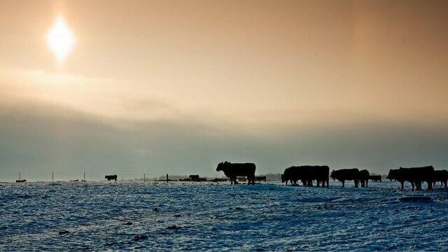 Балтийские ангусы «Мираторга» отправились на комфортную зимовку