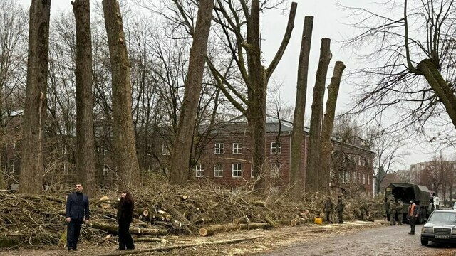 Власти Советска признали ошибки при кронировании деревьев 
