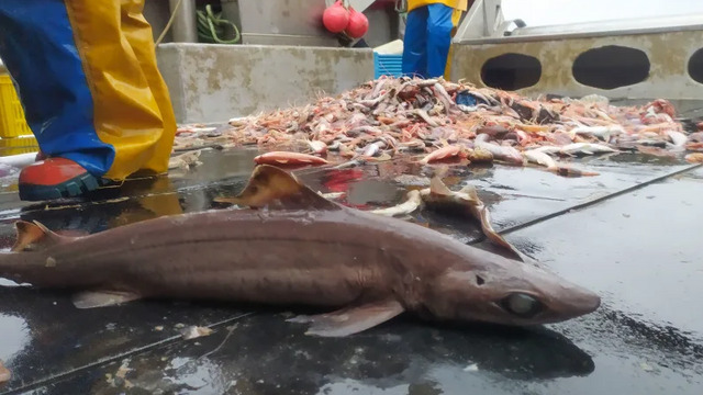 Исследователи рассказали о доисторических акулах, которые оказались на грани вымирания из-за производителей косметики 