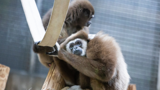 Калининградский зоопарк опубликовал список новогодних подарков, о которых мечтают его обитатели  