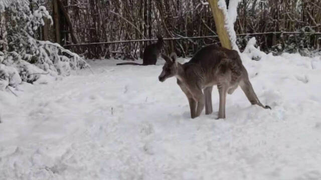 В Калининградском зоопарке смелые кенгуру гуляют по снегу, не боясь за свои лапки (видео)