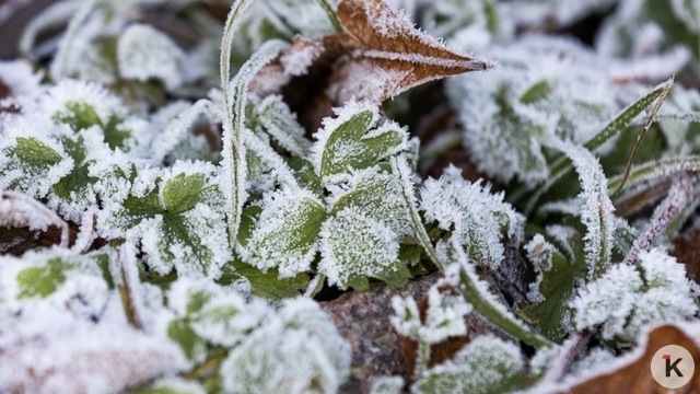 Погода в Калининграде и области в субботу