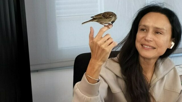 Калининградца очаровал общительный воробей, который ежедневно прилетает в офис испанской компании (видео)