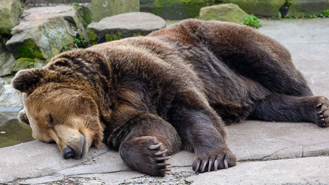 Зима в зоопарке: медведи уснули, слон и жираф снова выходят к публике, а горожан зовут на новогоднюю акцию (фото)