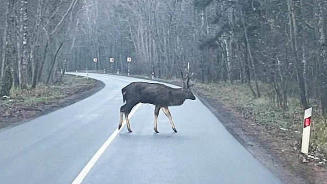 На Куршской косе рядом с Королевским бором водитель легковушки насмерть сбил лося 