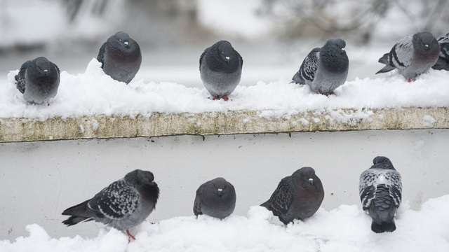 Декабрь по-калининградски: народные приметы зимы, снега и ветров