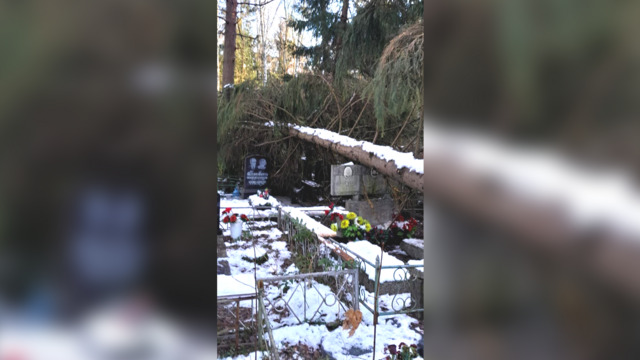 На кладбище в Калининграде огромная ель рухнула на могилы (фото)  