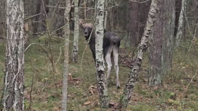 На Куршской косе осиротевший лосёнок ищет маму возле дороги, водителей просят ездить аккуратнее (видео)