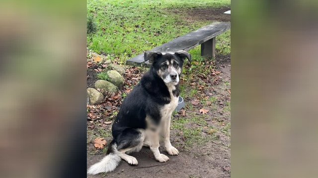 Стрельба в Сараеве: в посёлке Калининградской области собаке повредили лапу   