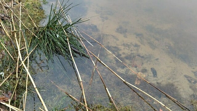 Власти выделяют 292 млн на очистку калининградской реки, в которой нашли 100 незаконных стоков и бочку с боеприпасами  