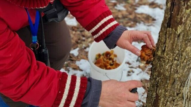 В Гурьевском районе грибники набрали ведёрки заснеженных опят (фото)  