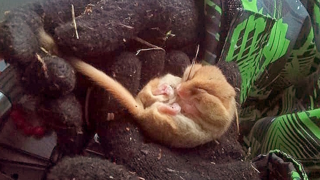 В посёлке под Багратионовском случайно разбудили от спячки крошечного грызуна — орешниковую соню (фото)  